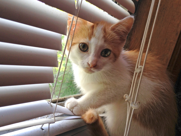 cat in blinds